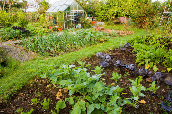 Why A Quality Soil Is Essential For Vegetables!