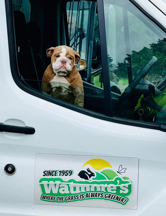 Watmore’s ShadeMaster Lawn Turf Per Square Metre