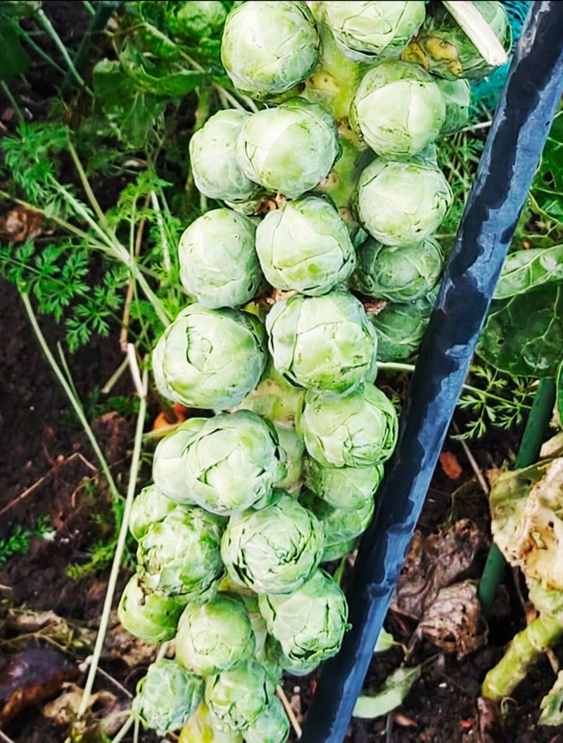 Load image into Gallery viewer, Rich Organic Black Compost 850 - 1600 Litre Bag
