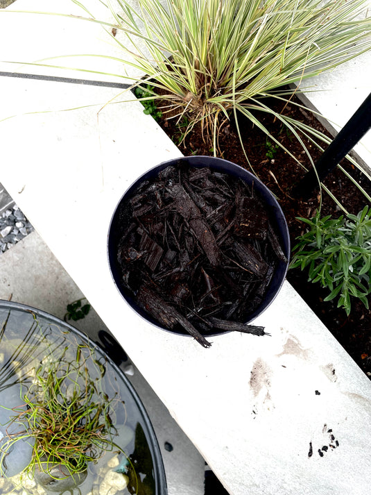 Black Decorative Bark Mulch