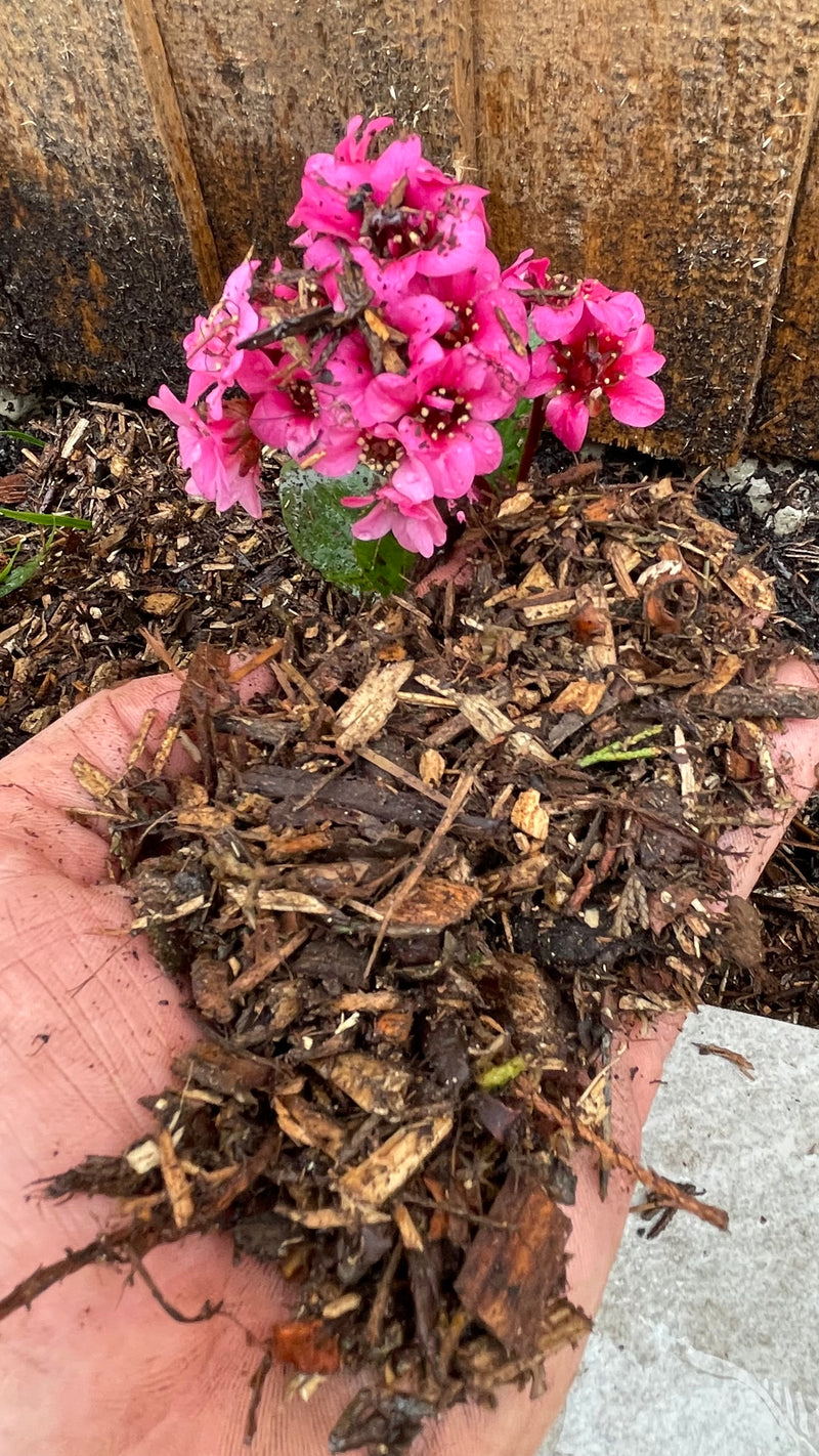 Load image into Gallery viewer, Decorative Tree Bark Mulch 0-25mm Mini Bark
