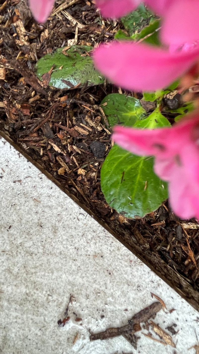 Load image into Gallery viewer, Decorative Tree Bark Mulch 0-25mm Mini Bark
