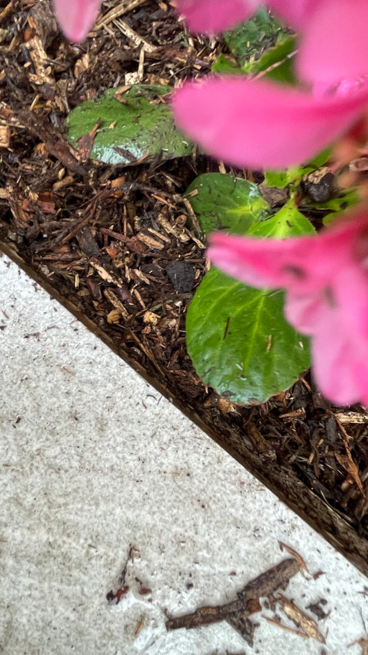 Decorative Tree Bark Mulch 0-25mm Mini Bark