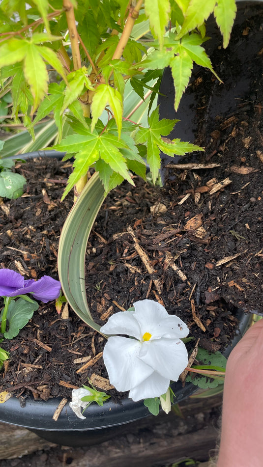 Composted Bark Fines ProBorder Mulch® Soil Improver