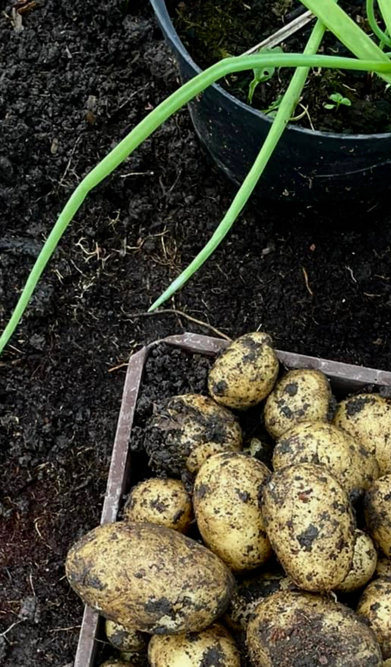 Load image into Gallery viewer, Growers Choice Fruit &amp; Vegetable Compost 850 - 1600 Litre Bag
