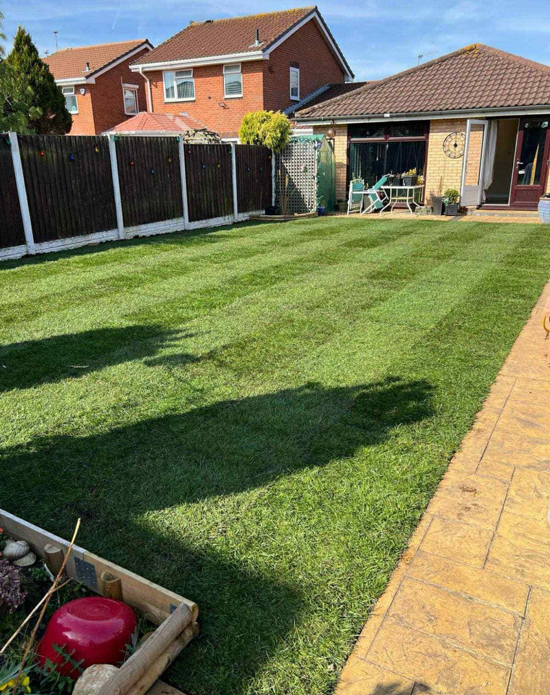 Load image into Gallery viewer, Freshly Harvested Shademaster grass, patio area, and house in the background
