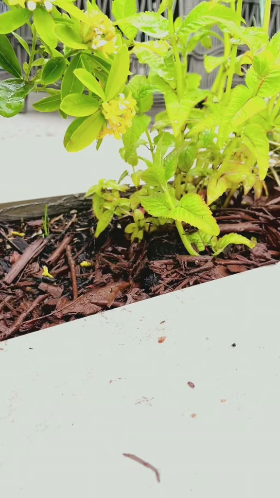 Load and play video in Gallery viewer, Red Decorative Bark Mulch
