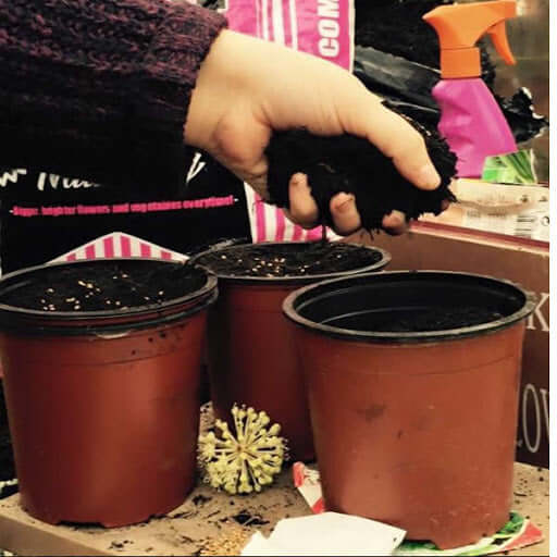 Potting Soil North Wales